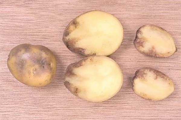 Фитофтороз картофельная гниль