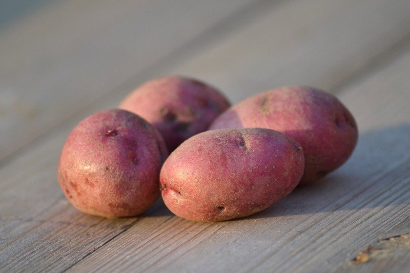 Сорт картофеля куваев владимирской селекции