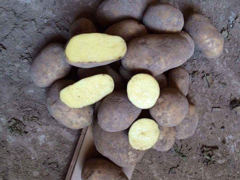 Сорт картофеля лазурит