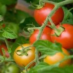 Бесподобный томат «Андромеда» F1: характеристики и описание сорта помидор, фото, особенности выращивания