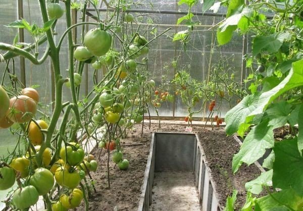 Огурцы и помидоры в одной теплице из поликарбоната