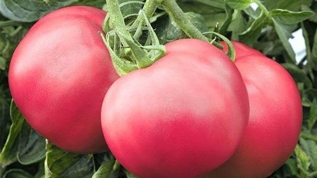 Малиновый Рай томат со множеством наград: описание сорта, достоинства и недостатки Русский фермер
