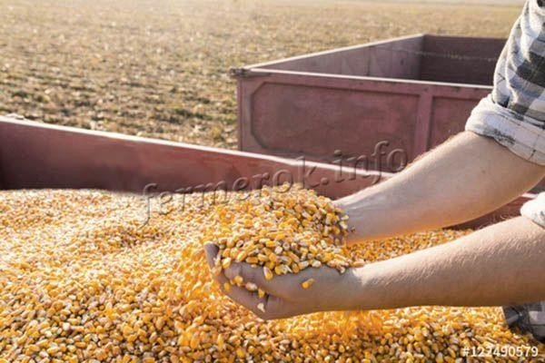 Дробление зерна кукурузы