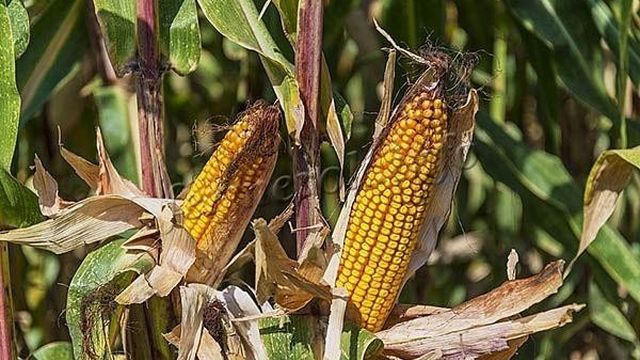 Фуражная кукуруза: что это, сорта, описание, применение