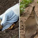 Характеристика и описание сорта картофеля Барин, выращивание и уход