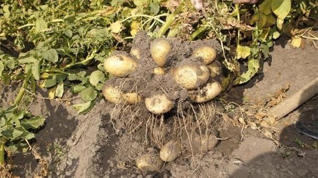 Характеристика и описание сорта картофеля Тулеевский, выращивание и уход