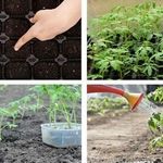 Характеристика и описание сорта томата Белый налив, выращивание и уход