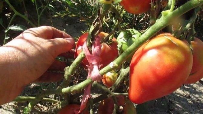 Ольга чернова томат чудо земли