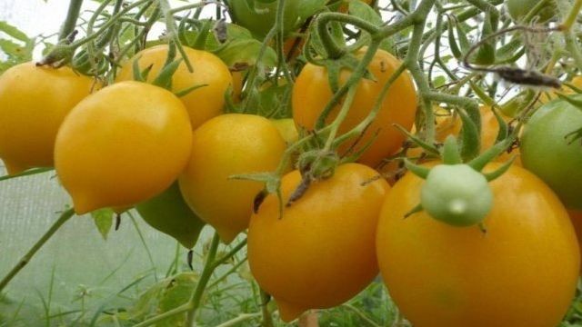 Чудо света томат: описание, выращивание, уход, фото