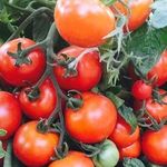 Характеристика и описание томата “Непасынкующийся”