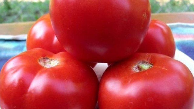Характеристика, описание и специфика выращивания томат Красная гвардия F1
