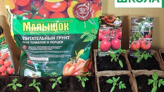 Как посеять на рассаду томаты и когда это сделать