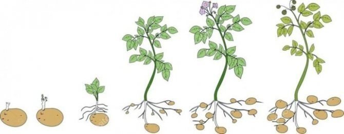 Картофель строение растения
