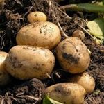 Как повысить урожайность и избавиться от болезней картофеля