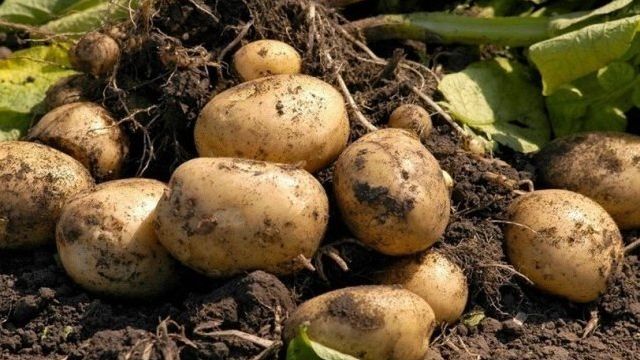 Как повысить урожайность и избавиться от болезней картофеля