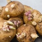 Как прорастить семенной картофель в домашних условиях?