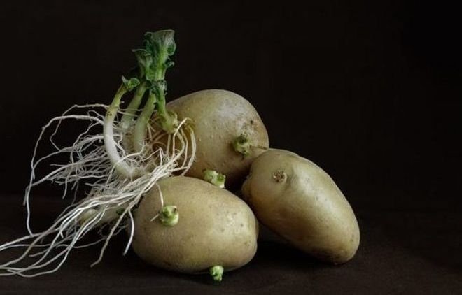 Проростки картошки
