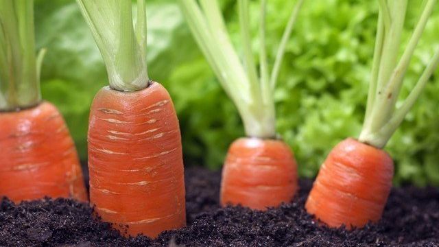 Как садить морковь весной в открытый грунт