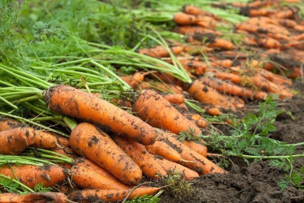 Прореживание моркови