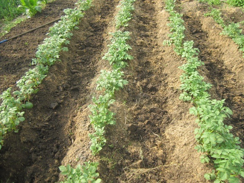 Огородить картофельное поле