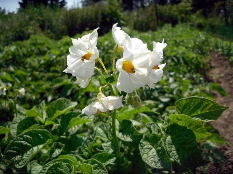 Solanum tuberosum цветок