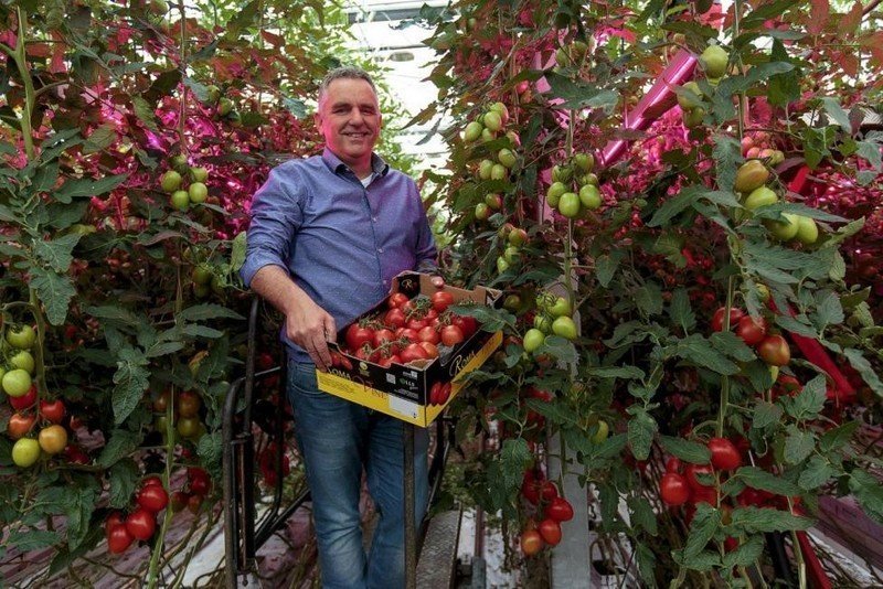 Теплица для томатов голландская технология