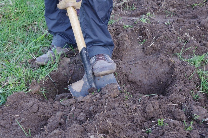 Приспособление для посадки картофеля без лопаты