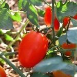 Какими сортами представлены помидоры Де Барао, какова урожайность и особенности выращивания
