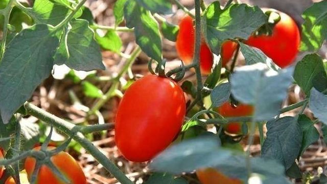 Какими сортами представлены помидоры Де Барао, какова урожайность и особенности выращивания