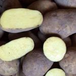 Картофель «Бриз» — описание и характеристика
