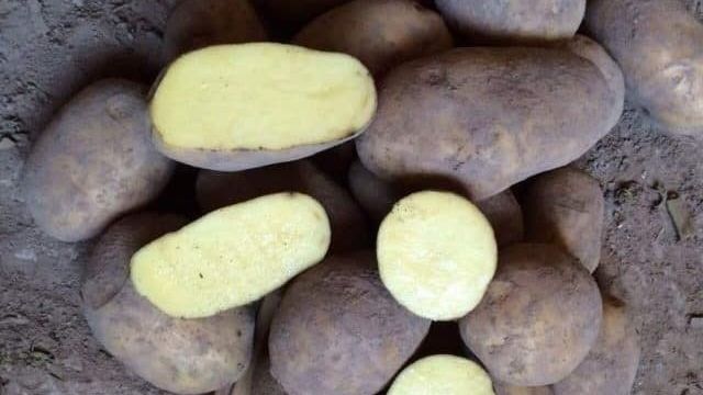 Картофель «Бриз» — описание и характеристика