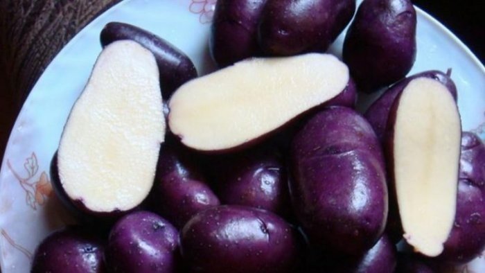 Картошка сорт цыганка фиолетовая