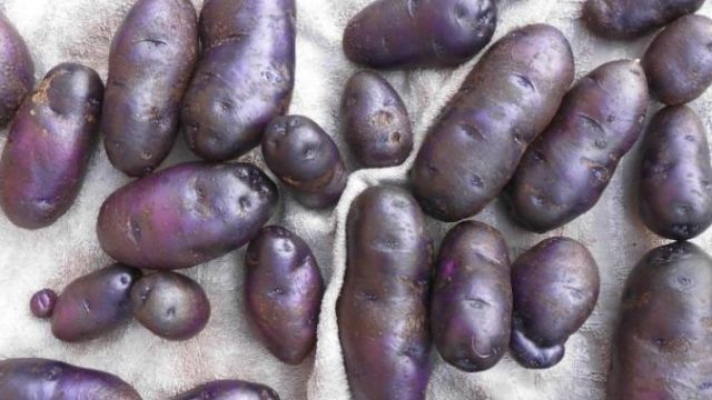 Картофель Цыганка или Цыганочка: отзывы огородников, фото урожая, описание и особенности выращивания необычного сорта