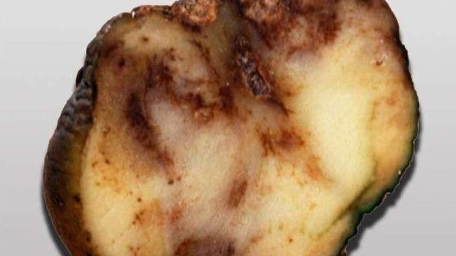 Характеристика сорта картофеля Импала, описание и фото сорта