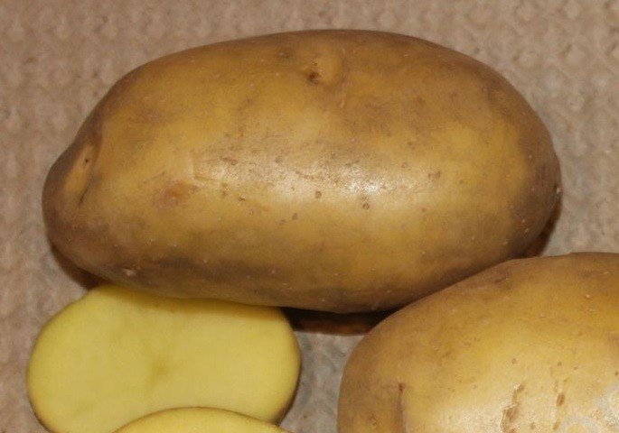 Картофель семенной гулливер