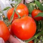 Классический гибрид с повышенной урожайностью — томат Краснобай F1
