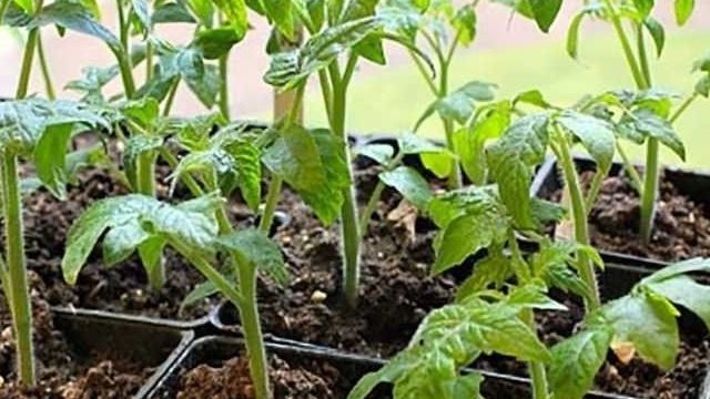 Крупноплодный гибрид для выращивания в теплицах — томат «Розмарин»