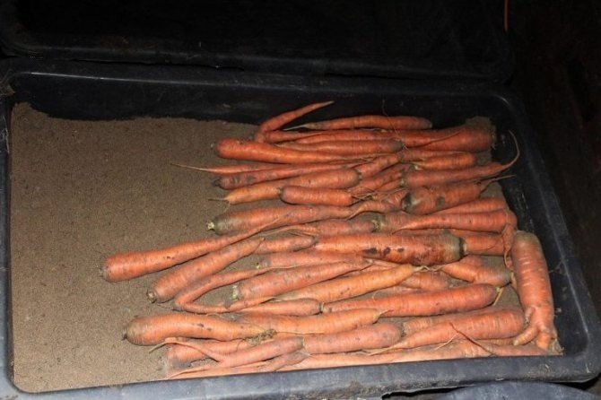 Морковь крупная в погребе