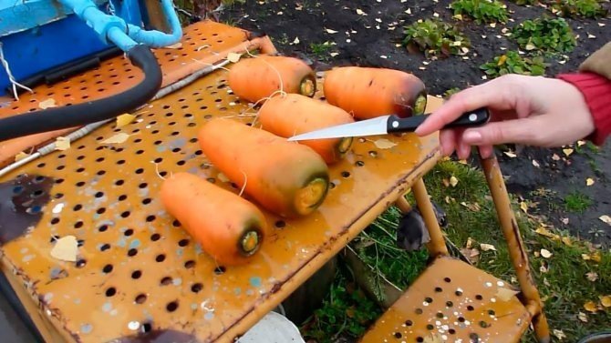 Приспособления для посадки моркови без прореживания