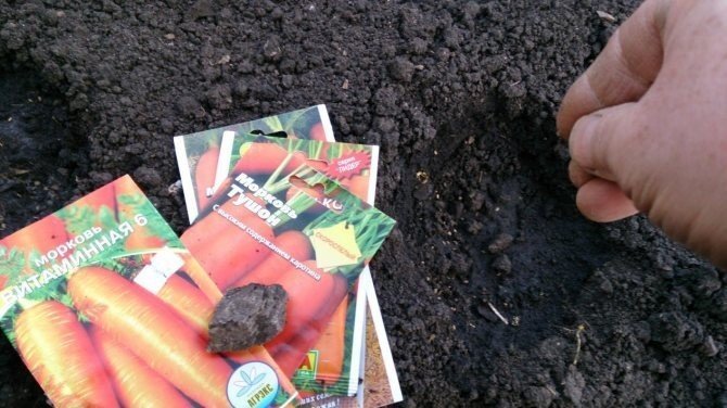 Сорта моркови для посадки под зиму