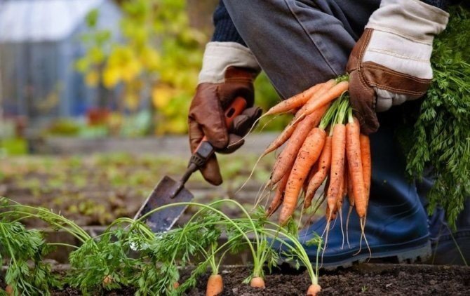 Уборка моркови осеннего посева