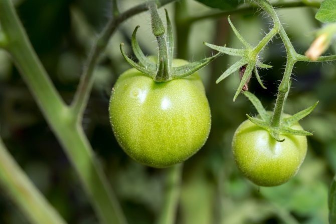 Необычные сорта томатов