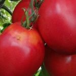 Необычный томат «Цифомандра» к вашему столу: описание сорта, достоинства и особенности выращивания