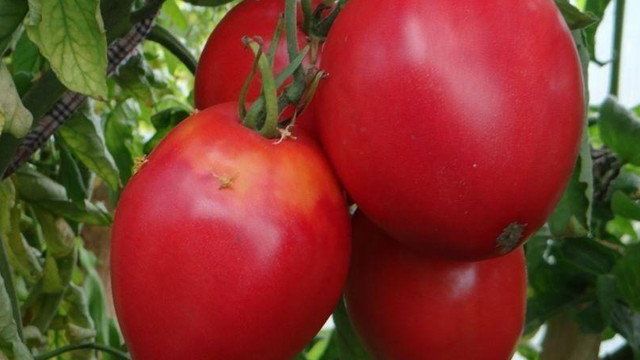 Необычный томат «Цифомандра» к вашему столу: описание сорта, достоинства и особенности выращивания