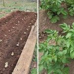 Обзор характеристик и описание сорта картофеля Журавинка, выращивание и уход
