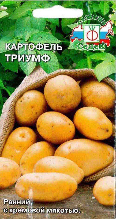 Картофель семена