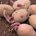 Описание сорта картофеля Беллароза его выращивание и уход