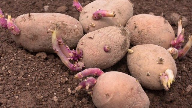 Описание сорта картофеля Беллароза его выращивание и уход