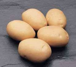 Семенной картофель латона