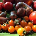 Описание сорта томата Боярыня F1, особенности выращивания и ухода